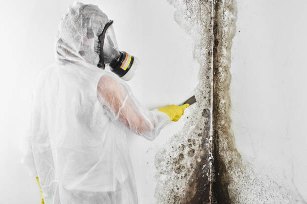Best Toxic Mold Removal  in Mora, MN