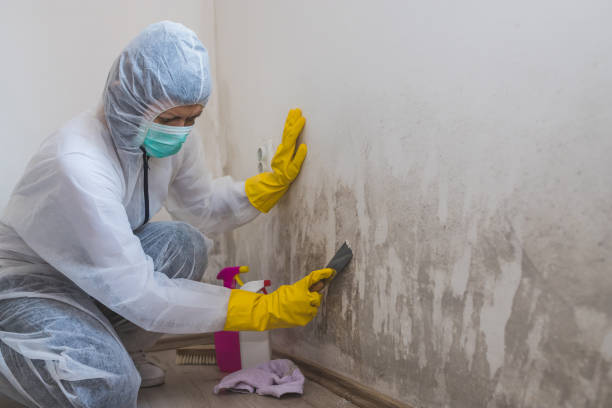 Best Mold Remediation Experts  in Mora, MN