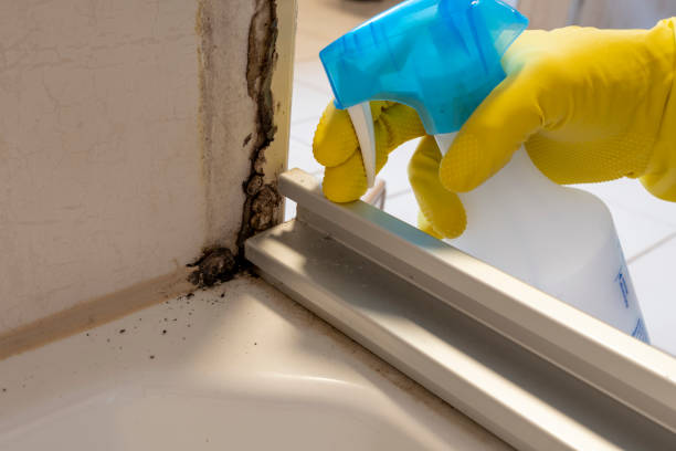 Best Mold Remediation  in Mora, MN