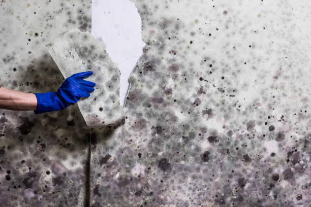 Best Office Mold Removal Services  in Mora, MN