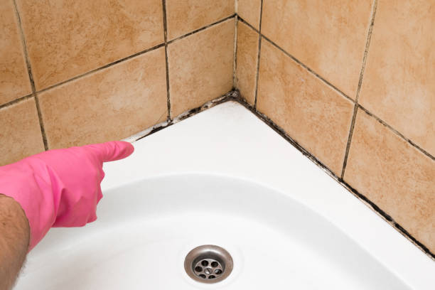 Best Mold Damage Repair  in Mora, MN